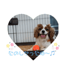 キャバリアおひめ（個別スタンプ：2）