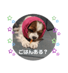 キャバリアおひめ（個別スタンプ：7）
