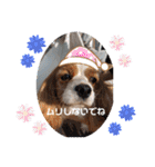 キャバリアおひめ（個別スタンプ：11）