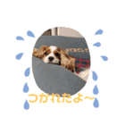 キャバリアおひめ（個別スタンプ：12）