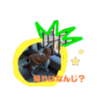 キャバリアおひめ（個別スタンプ：13）