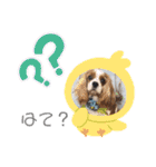 キャバリアおひめ（個別スタンプ：16）