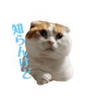 スコ・マンチのイート君⭐︎（個別スタンプ：12）