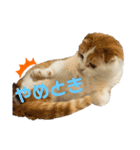 スコ・マンチのイート君⭐︎（個別スタンプ：17）