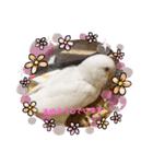 しらたまちゃんありがとう＼(^o^)／（個別スタンプ：1）