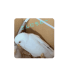 しらたまちゃんありがとう＼(^o^)／（個別スタンプ：2）