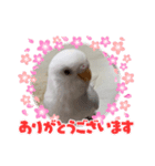 しらたまちゃんありがとう＼(^o^)／（個別スタンプ：3）