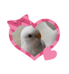 しらたまちゃんありがとう＼(^o^)／（個別スタンプ：5）
