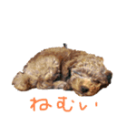 トイプードルコロンの1日（個別スタンプ：1）