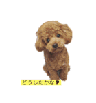 トイプードルコロンの1日（個別スタンプ：4）