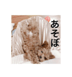 トイプードルコロンの1日（個別スタンプ：6）