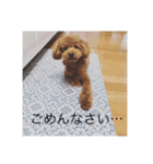 トイプードルコロンの1日（個別スタンプ：10）