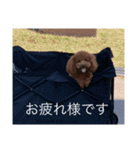 トイプードルコロンの1日（個別スタンプ：12）