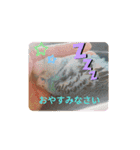 ピピ達（インコ）との生活♡（個別スタンプ：1）