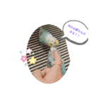 ピピ達（インコ）との生活♡（個別スタンプ：3）