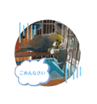 ピピ達（インコ）との生活♡（個別スタンプ：6）