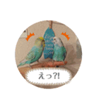 ピピ達（インコ）との生活♡（個別スタンプ：7）