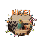ピピ達（インコ）との生活♡（個別スタンプ：8）