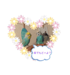 ピピ達（インコ）との生活♡（個別スタンプ：10）