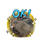 ピピ達（インコ）との生活♡（個別スタンプ：12）