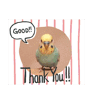 ピピ達（インコ）との生活♡（個別スタンプ：13）