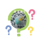 ピピ達（インコ）との生活♡（個別スタンプ：14）