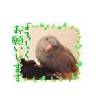 ピピ達（インコ）との生活♡（個別スタンプ：16）