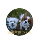 キャバリア ニコちゃん 日常②（個別スタンプ：7）