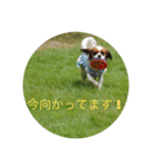 キャバリア ニコちゃん 日常②（個別スタンプ：13）