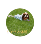 キャバリア ニコちゃん 日常②（個別スタンプ：14）