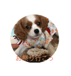 キャバリア ニコちゃん 日常②（個別スタンプ：16）