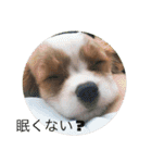 キャバリア ニコちゃん 日常②（個別スタンプ：20）