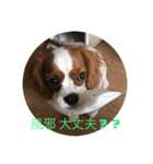キャバリア ニコちゃん 日常②（個別スタンプ：22）