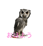 ぐぅ-ちゃん1（個別スタンプ：1）