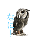 ぐぅ-ちゃん1（個別スタンプ：2）