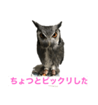 ぐぅ-ちゃん1（個別スタンプ：6）