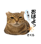 多頭飼育崩壊レスキューにゃんずvol.3（個別スタンプ：1）