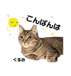 多頭飼育崩壊レスキューにゃんずvol.3（個別スタンプ：3）