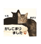 多頭飼育崩壊レスキューにゃんずvol.3（個別スタンプ：6）