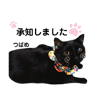 多頭飼育崩壊レスキューにゃんずvol.3（個別スタンプ：7）