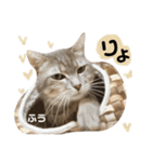 多頭飼育崩壊レスキューにゃんずvol.3（個別スタンプ：8）
