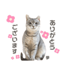 多頭飼育崩壊レスキューにゃんずvol.3（個別スタンプ：10）