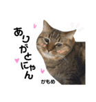 多頭飼育崩壊レスキューにゃんずvol.3（個別スタンプ：11）