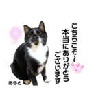 多頭飼育崩壊レスキューにゃんずvol.3（個別スタンプ：12）