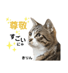 多頭飼育崩壊レスキューにゃんずvol.3（個別スタンプ：13）
