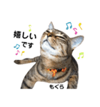 多頭飼育崩壊レスキューにゃんずvol.3（個別スタンプ：14）