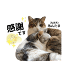 多頭飼育崩壊レスキューにゃんずvol.3（個別スタンプ：15）