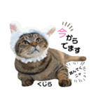 多頭飼育崩壊レスキューにゃんずvol.3（個別スタンプ：17）