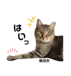 多頭飼育崩壊レスキューにゃんずvol.3（個別スタンプ：21）