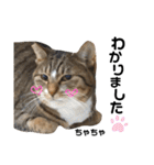 多頭飼育崩壊レスキューにゃんずvol.3（個別スタンプ：24）